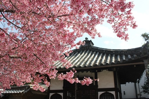 意外と穴場のお花見スポット「お寺」